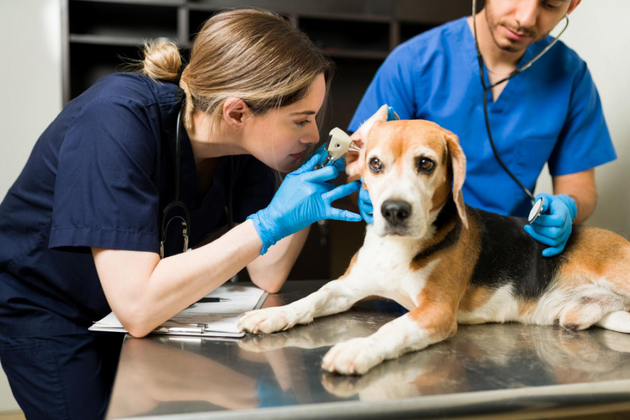 Auxiliar veterinaria perro clínica