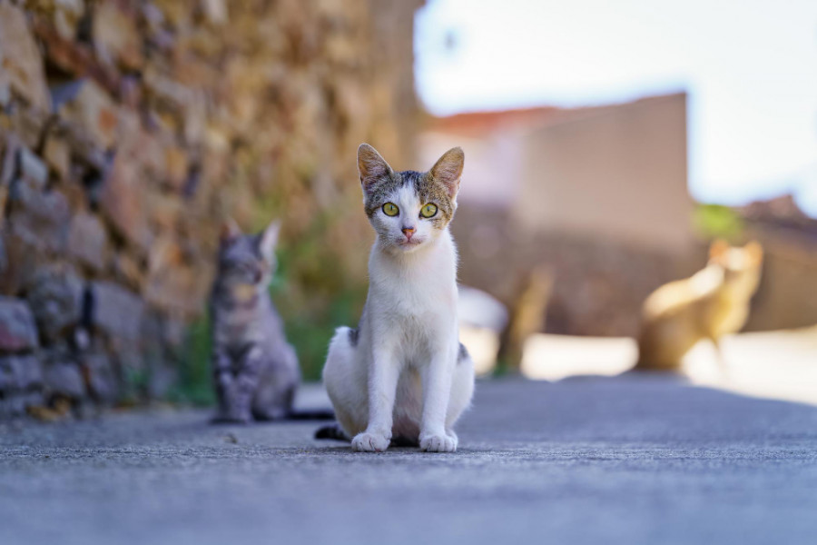 Gato callejero