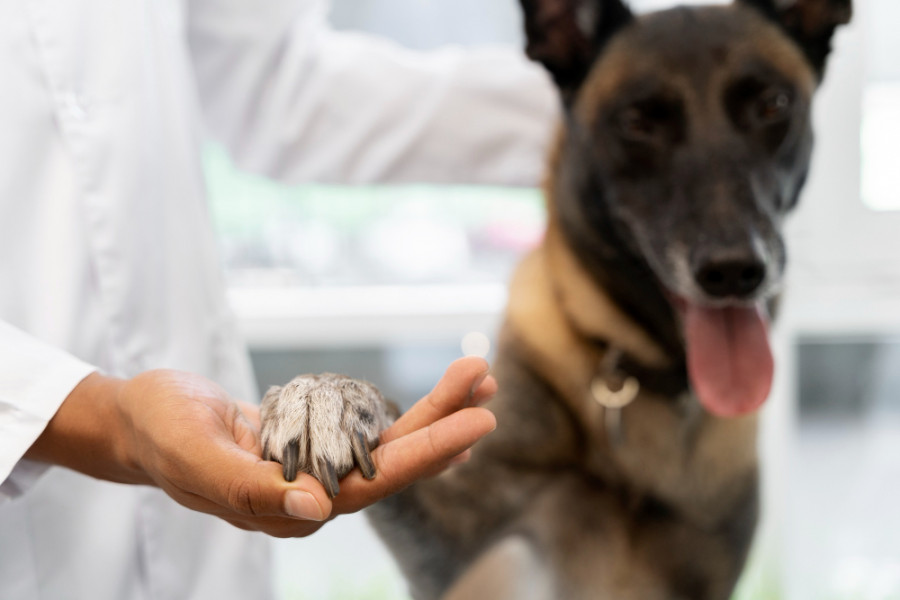 Perro veterinario pata