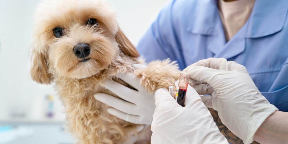 Estudian en perros la relación entre enteropatías crónicas, cobalamina y el microbioma