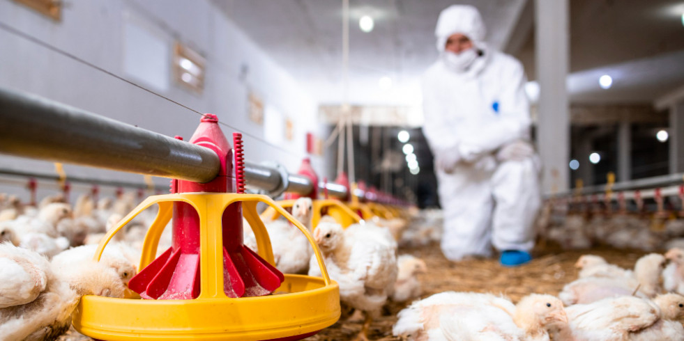 ¿Podría la gripe aviar desencadenar la próxima pandemia? ¿Estamos preparados si lo hace?