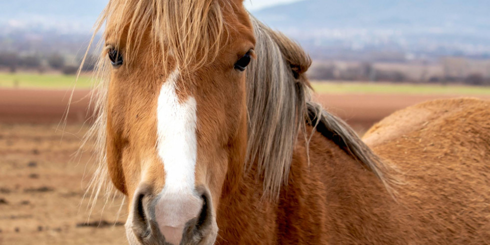 Cuidados del caballo geriátrico