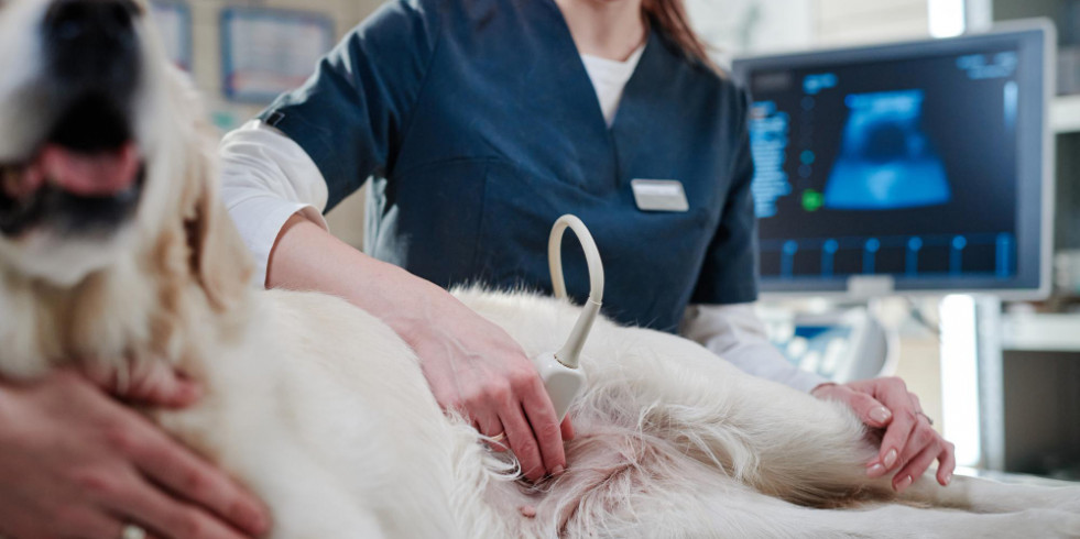 Presentan en España la primera transformación maligna asociada a biopsia de un adenoma hepático en perros