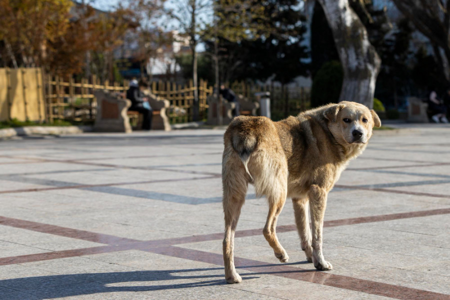 Perro callejero