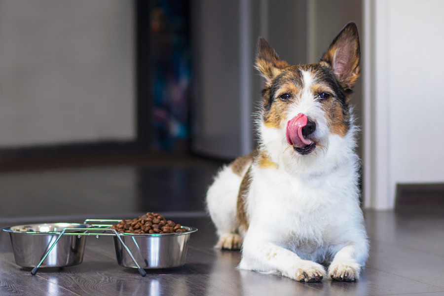 Perro comida