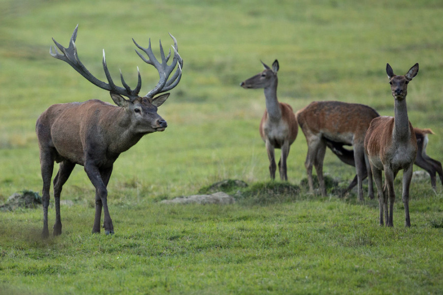 Red deer nature habitat during deer rut european wildlife (1)