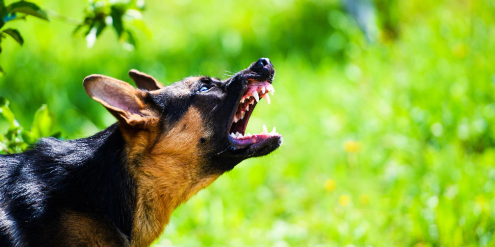 Analizan todo lo que rodea a la agresividad canina