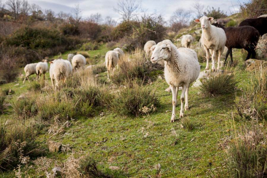 Ovejas campo