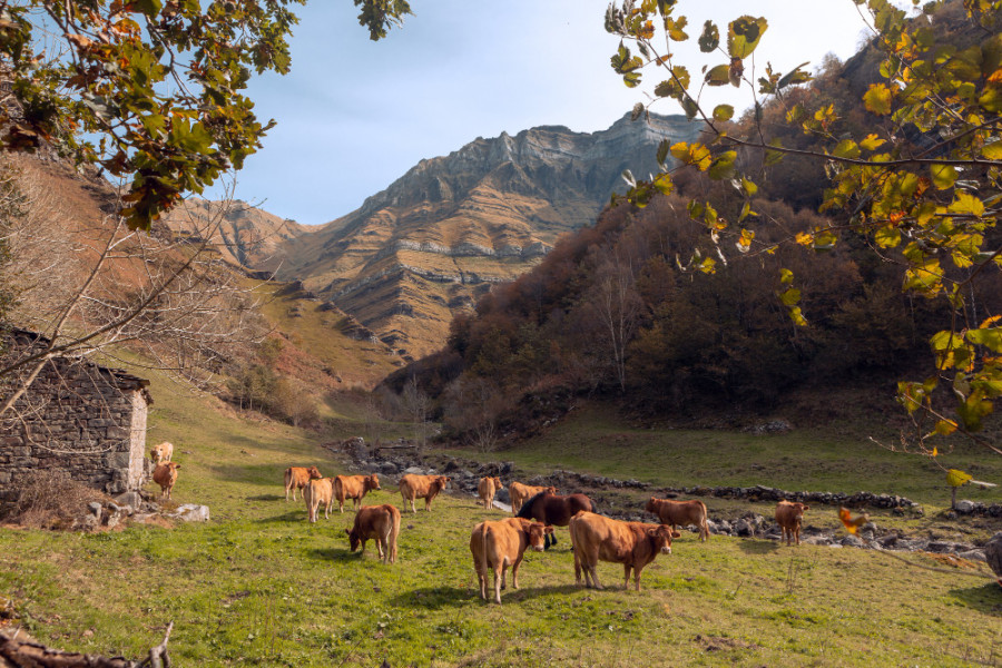 Vacas campo