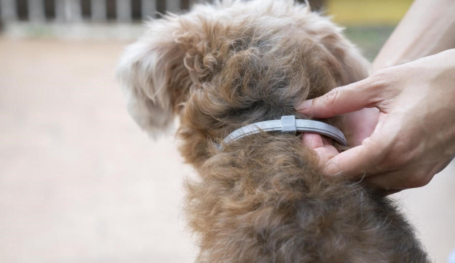 Collar perro