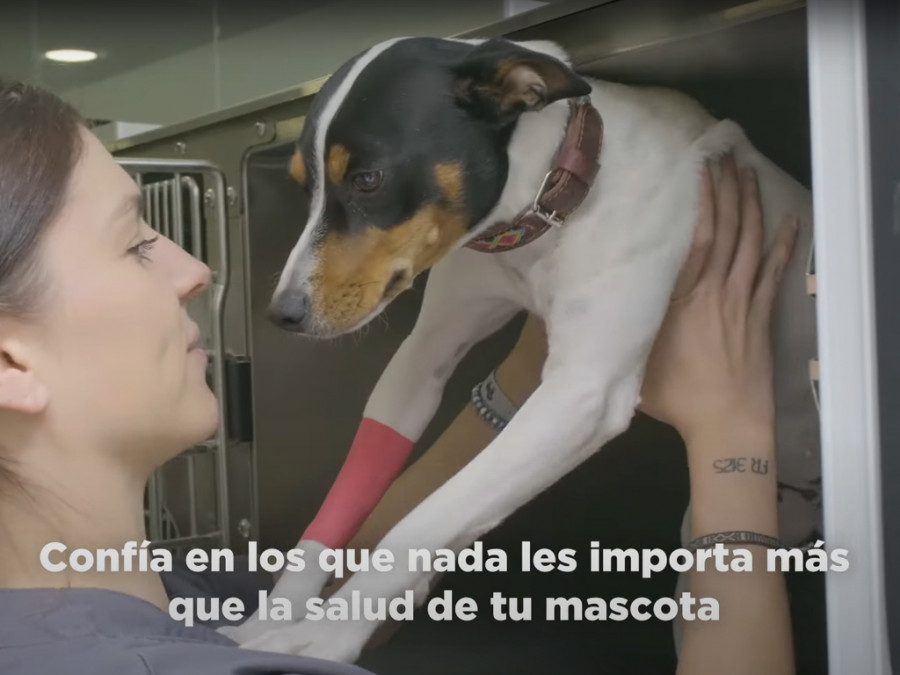 Confía en tu veterinario