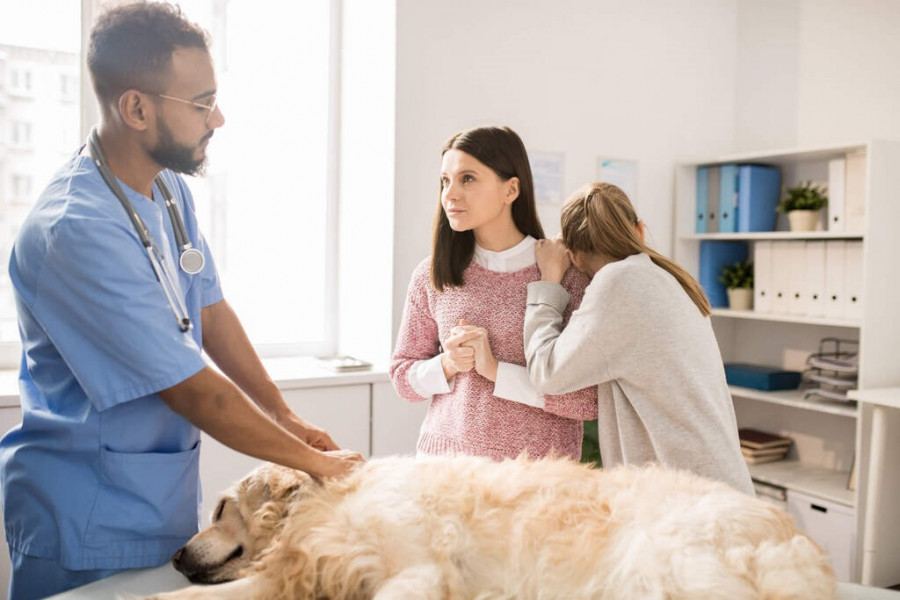 Clientes veterinario