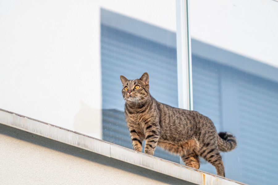 Gato ventana