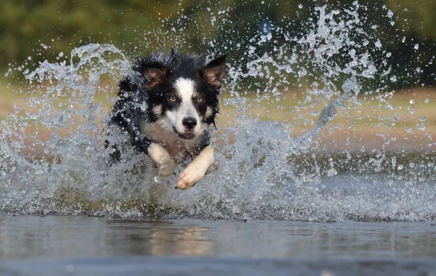 Disfrutar del verano con tu perro en el agua