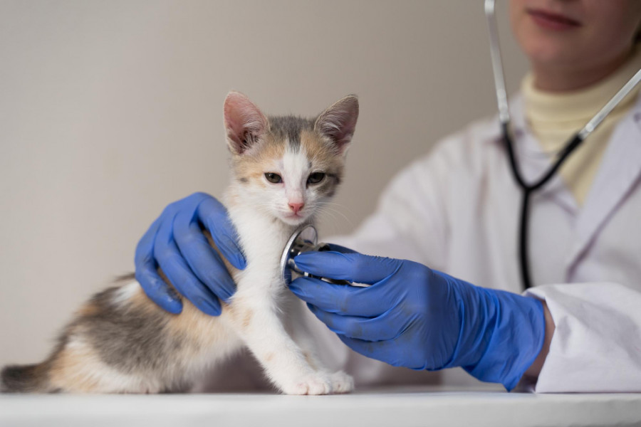 Veterinario gato