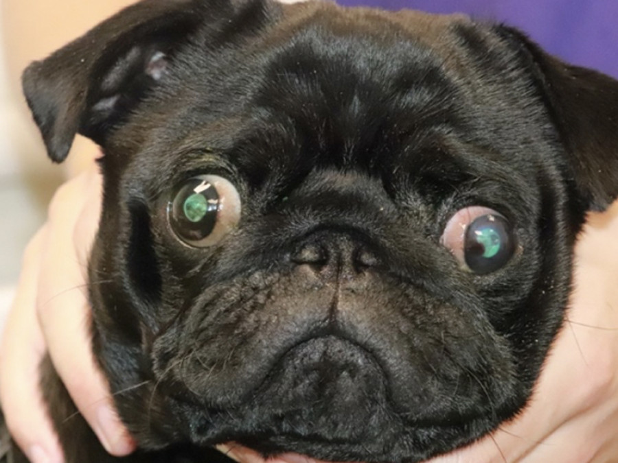 Pug ojos