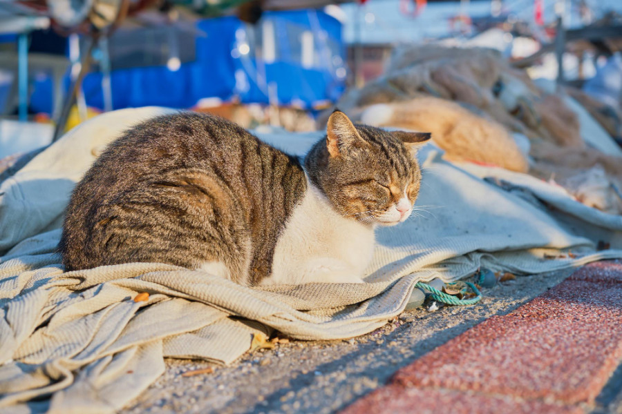 Gato callejero