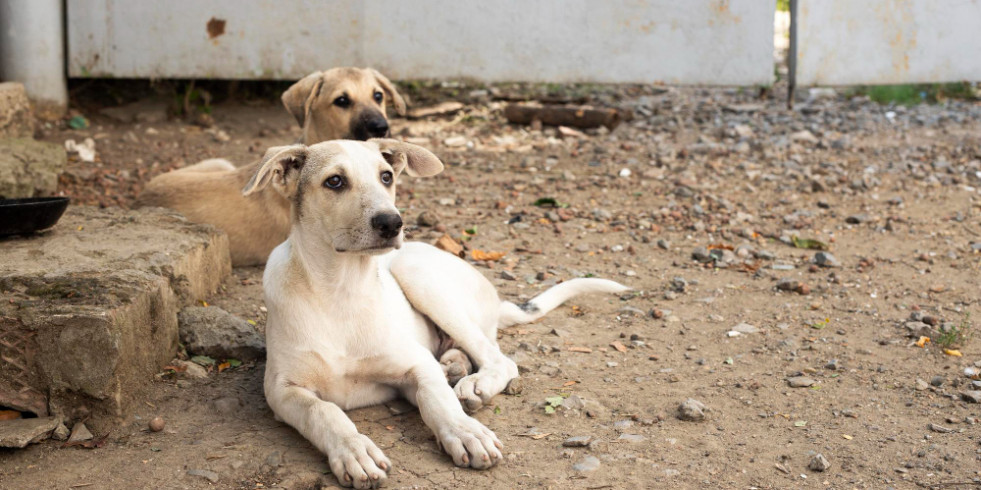 Los perros en libertad distinguen las expresiones faciales de los humanos