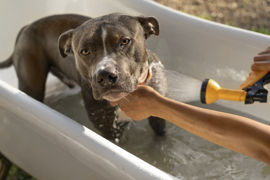 Perro agua