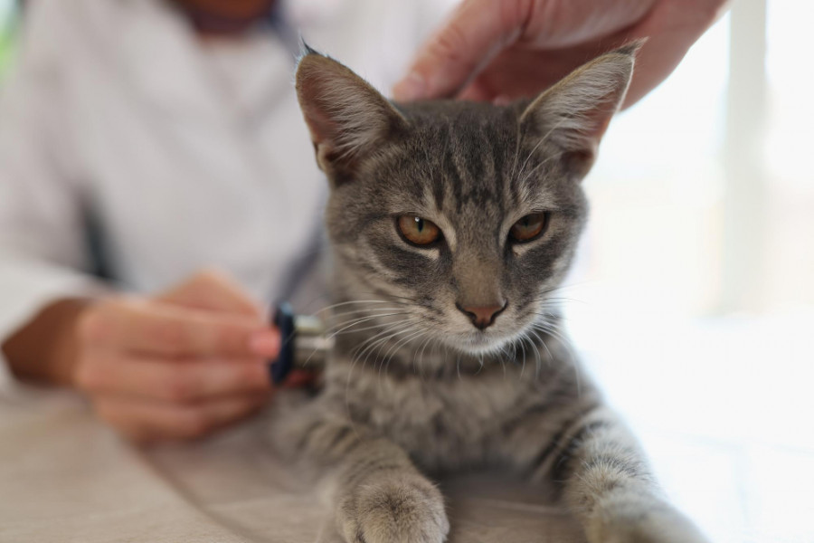 Gato veterinario