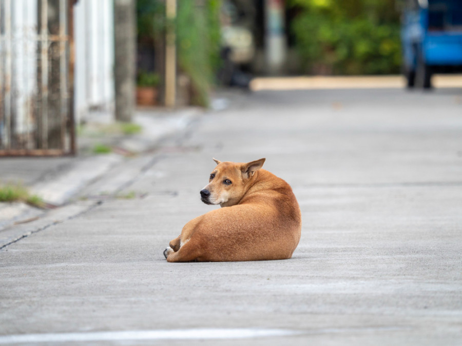 Perro calle