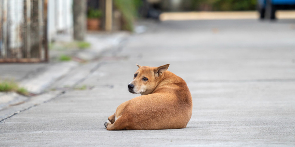 La prevalencia de L. interrogans en perros de Latinoamérica es drásticamente mayor que otras especies