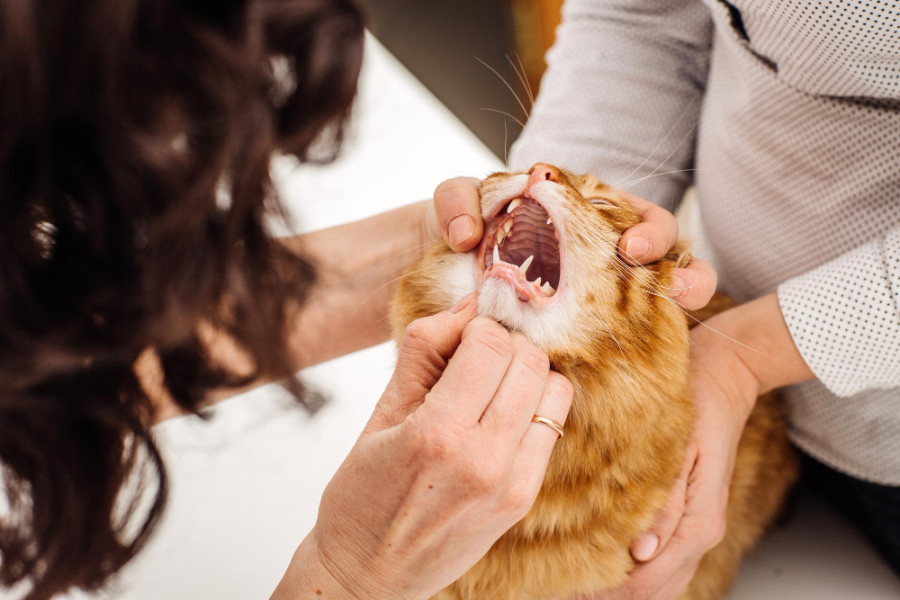 Dientes gato