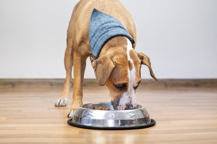 Perro comiendo