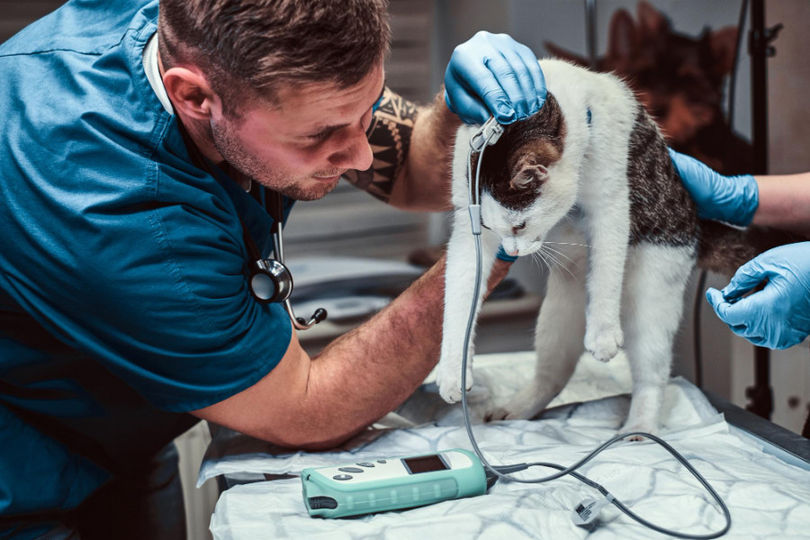 Veterinario gato