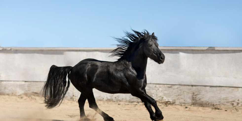 Utilizan con éxito muestras de pelo para la detección de bisfosfonatos en caballos