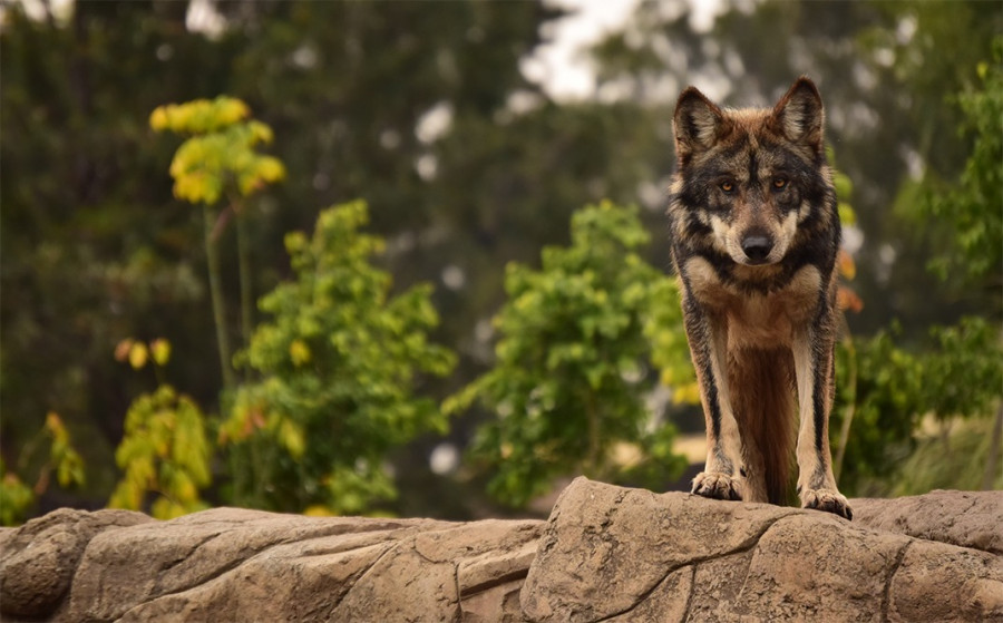 fotografía de lobo mexicano