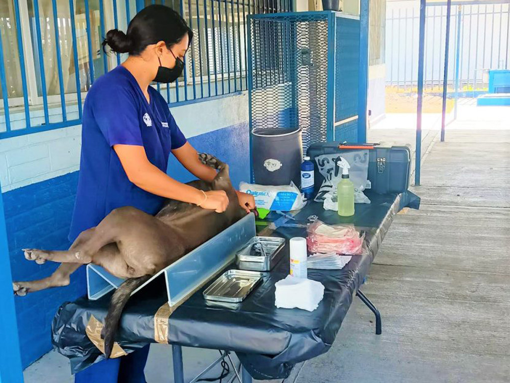 Guanajuato veterinaria