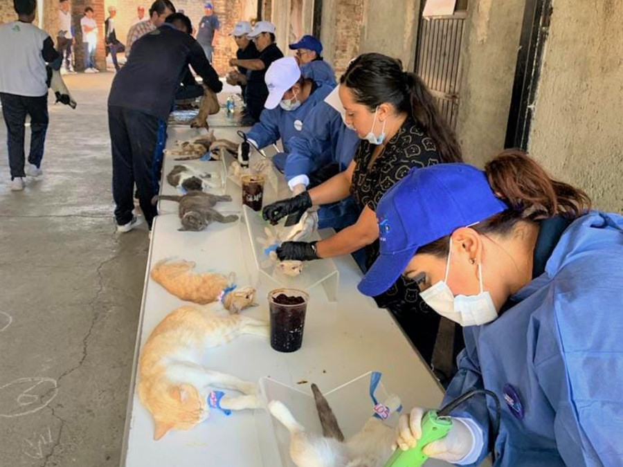 Veterinarios esterilización guanajuato