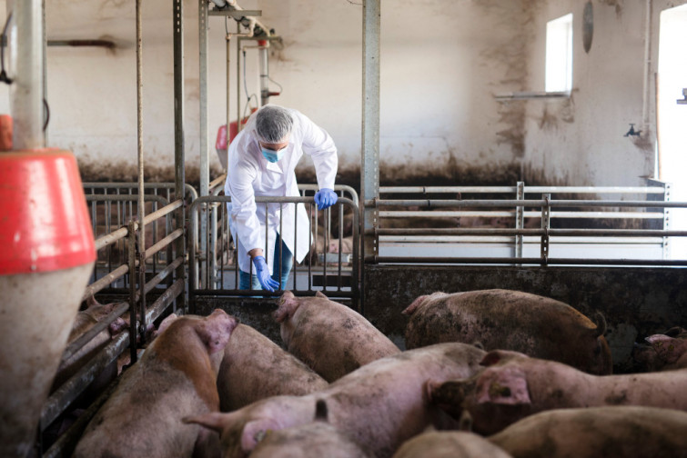 Analizan el número básico de reproducción de enfermedades virales más peligrosas para la industria porcina