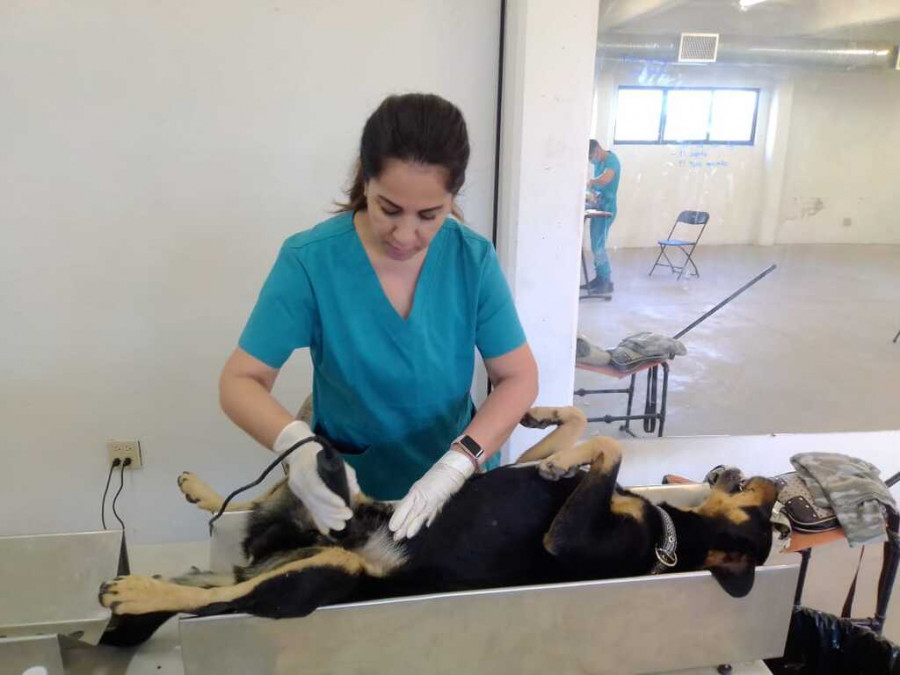 Servicios veterinarios gratuitos en Sonora