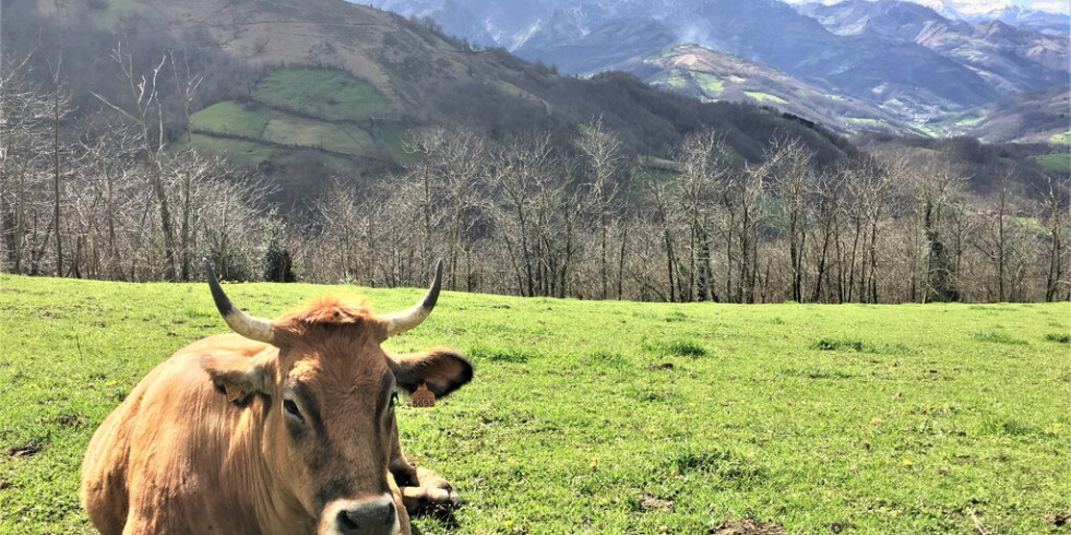 Asturias confirma cuatro casos de la enfermedad hemorrágica epizoótica en ganado vacuno