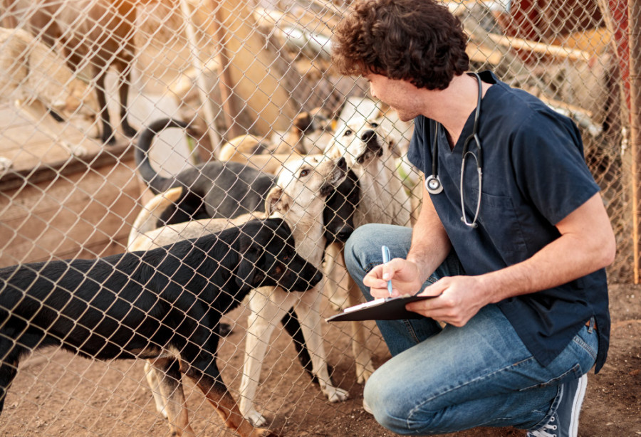 Veterinario perros