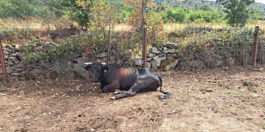 Una de las vacas afectadas por la enfermedad hemorrágica epizoótica.