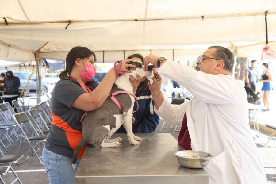 Campaña Rescate y Salud Animal Nuevo Laredo