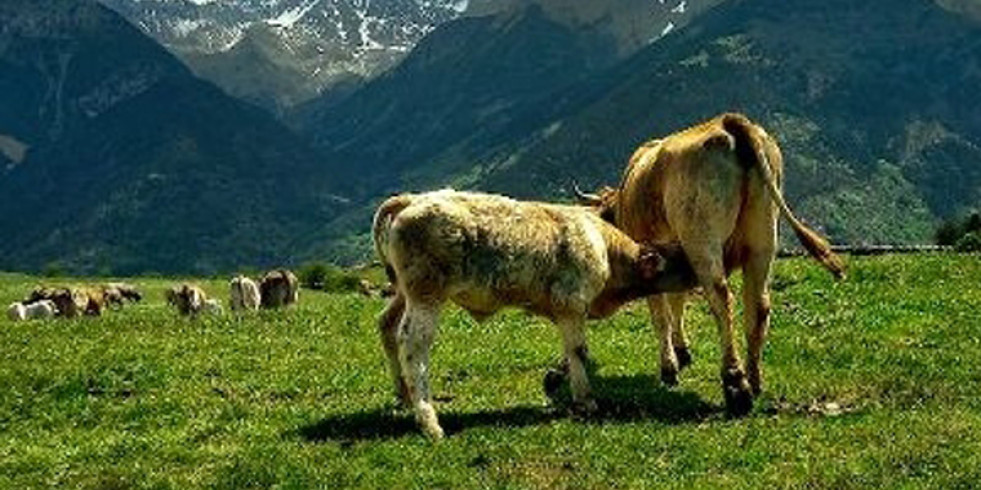 Fallados los premios del concurso fotográfico del Colegio Veterinario de Huesca