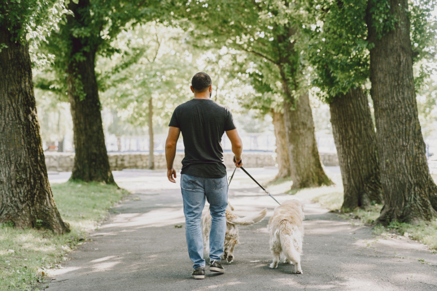 Perro parque