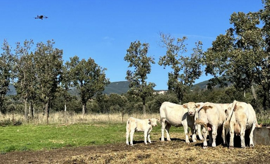 Drones ganado ganadería vacas