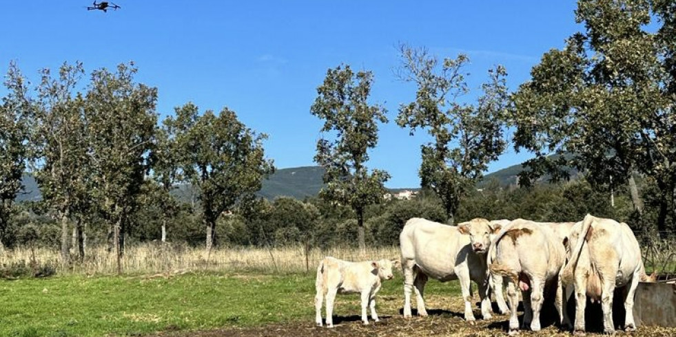 Vacante para médicos veterinarios zootecnistas en Comité Estatal de Fomento y Protección Pecuaria