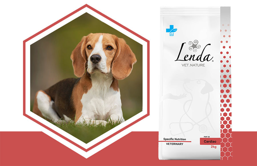 Lenda VET Cardiac Dog