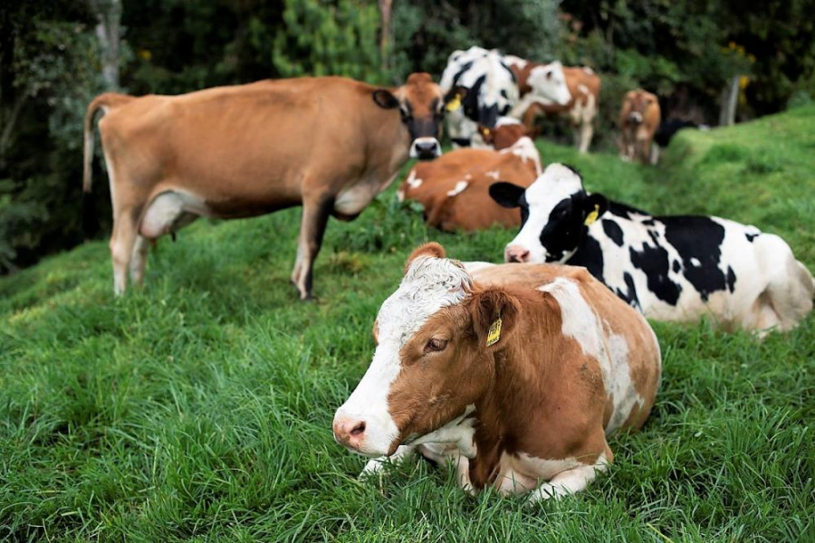 Ganadería bovina