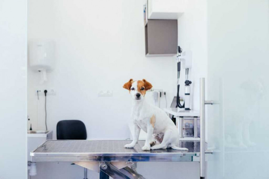 Nuevas tecnologías mejoran la salud animal