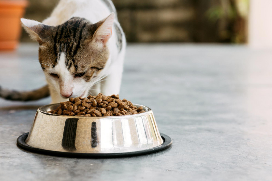 Gato comiendo