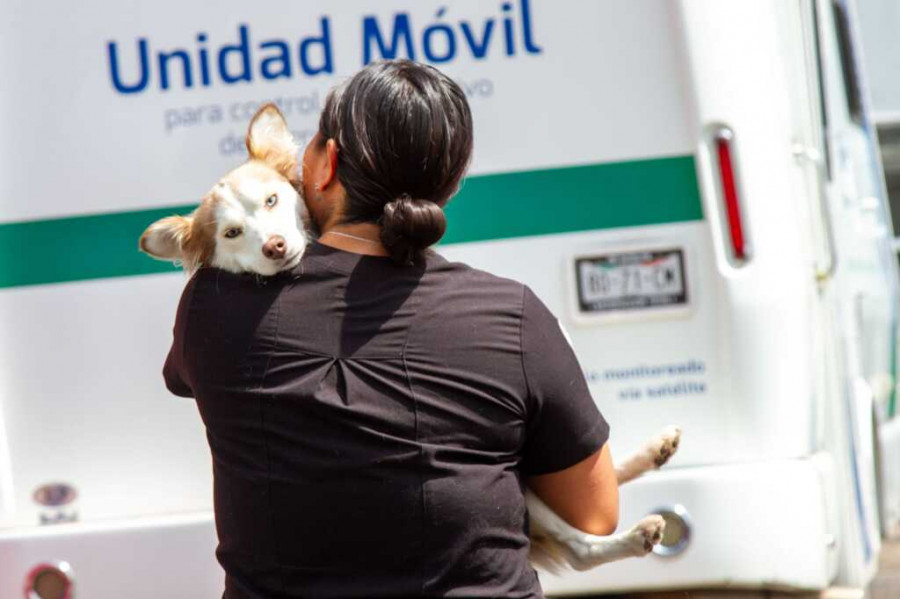 II Jornada de Esterilización Masiva CDMX