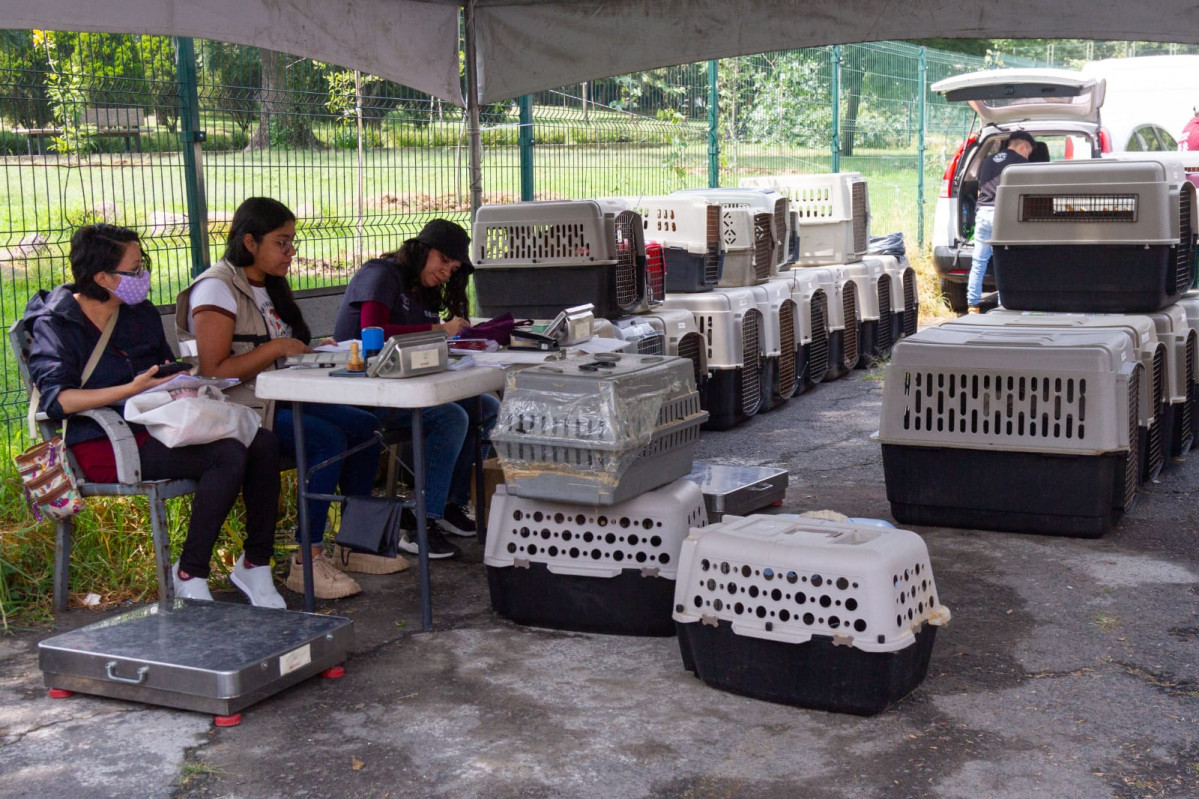 II Jornada de Esterilización Masiva CDMX