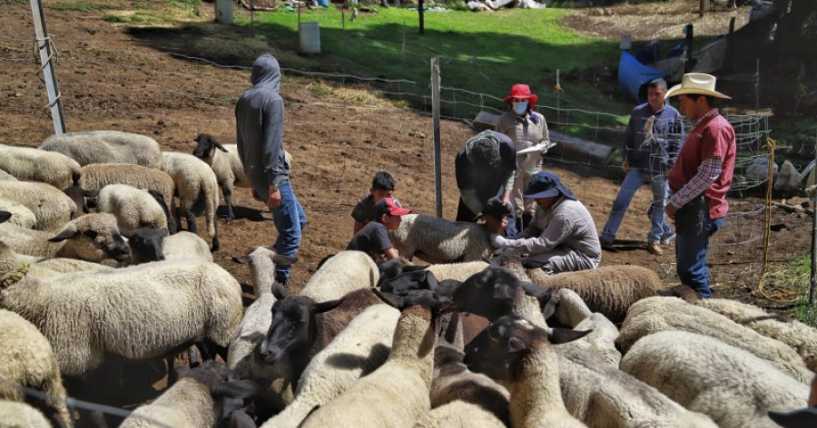 Control veterinario ganadería mex